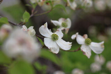 白いハナミズキの花