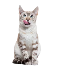 Keuken foto achterwand Lynx Front view of a snow lynx Bengal cat licking its lips, isolated on white