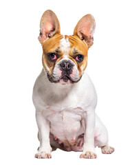 French bulldog looking at the camera, sitting, isolated on white