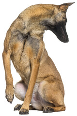 Belgian shepherd Malinois looking backwards curiously, isolated