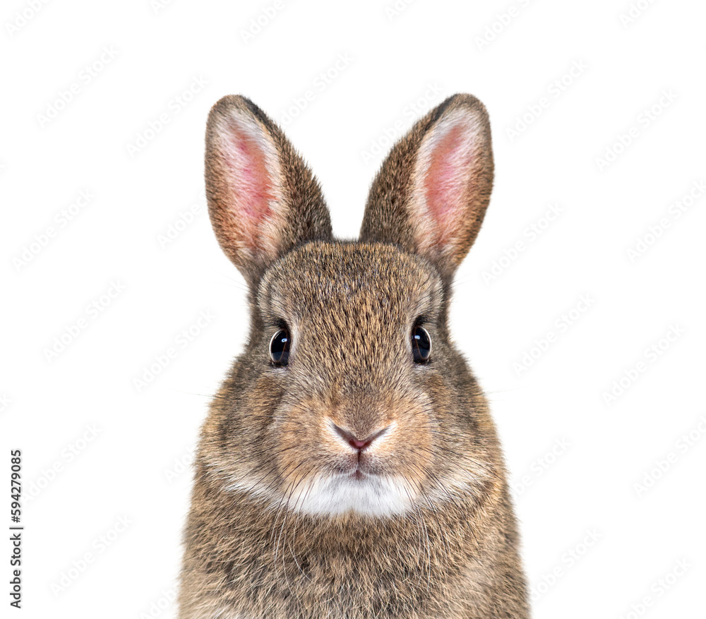 Poster Young European rabbit facing and looking at the camera, Oryctola