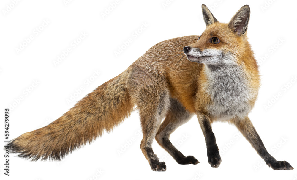 Wall mural red fox turning around, two years old, isolated on white