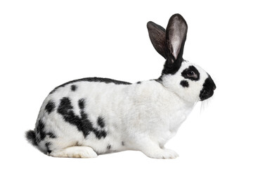 Side view of a Checkered Giant rabbit, isolated on white