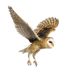 Side view of a Barn Owl, nocturnal bird of prey, flying - 594279044