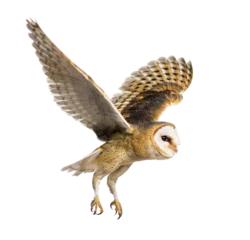 Rolgordijnen Side view of a Barn Owl, nocturnal bird of prey, flying © Eric Isselée