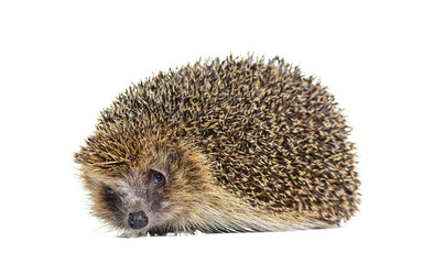 European hedgehog looking at the camera, isolated on white