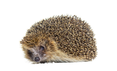 European hedgehog looking at the camera, isolated on white