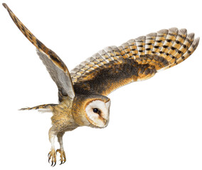 Side view of a Barn Owl, nocturnal bird of prey, flying