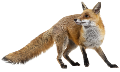 Red fox turning around, two years old, isolated on white