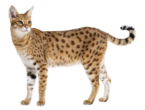 savannah F1 cat, is a hybrid cat cross between a serval and a domestic cat