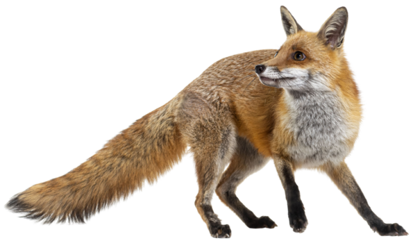 Red fox turning around, two years old, isolated on white