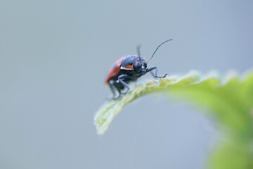 甲虫のツツハムシ
