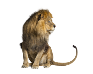 Sitting lion looking away, isolated on white