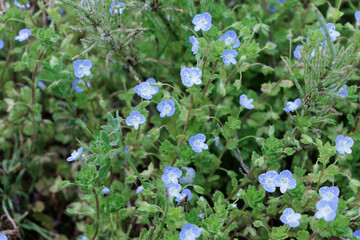 オオイヌフグリの花