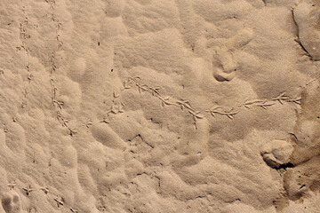 footprint in sand