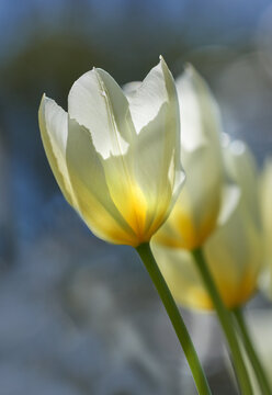 White tulips in my garden. Beautiful white tulips in my garden in early springtime.