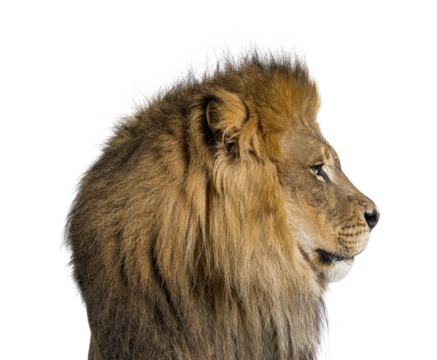 Perfect profile of a adult male lion looking away, head shot