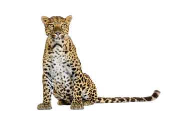 Poster de jardin Léopard Spotted leopard standing in front and facing at the camera, isolated on white