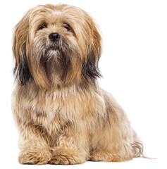 Sitting Lhasa apso dog, isolated on white