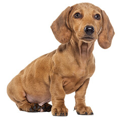 Three month old puppy brown shorthair Dachshund, isolated on white