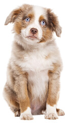 Sad cute Three months old Puppy red merle blue eyed Bastard dog, cross with an australian shepherd and unknown breed, isolated on white