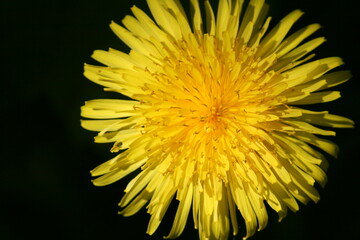 dandelion