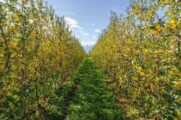 Apple crops in the Val di Non, Trentino, Italy