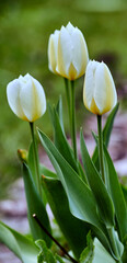 Fototapeta premium White tulips in my garden. Beautiful white tulips in my garden in early springtime.