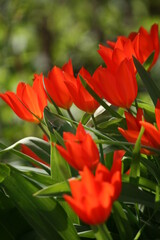 red tulips in garden