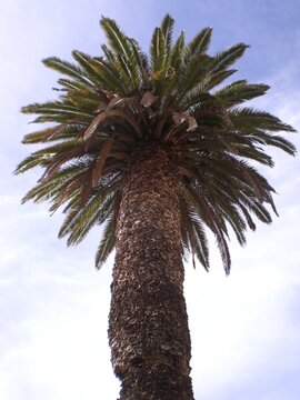 palmboom