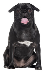 Sitting black Pug dog panting and looking at the camera, Isolated on white