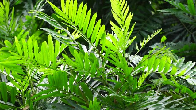 Filicium decipiens (Also called ferntree, fern tree, fern leaf tree, Kerai payung, kiara payung, ki sabun ). It is planted as an ornamental tree in the Indian subcontinent, Indonesia, Hawaii etc
