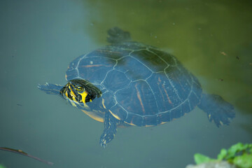 tartaruga, animale, rettile, tartaruga,