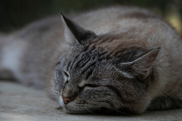 gattina, animale, animale domestico, gattini, felino, dormi