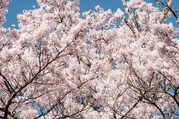 桜