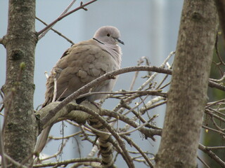 collared dove