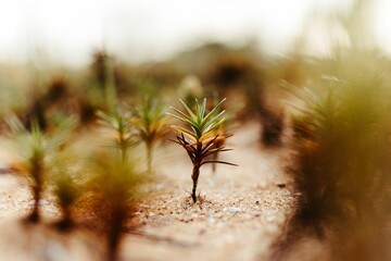 Small succulent plant is growing in an arid desert environment, against a backdrop of sands