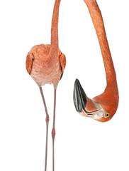 Portrait of a funny and cute American Flamingo upside down  head down. with a perspective effect shrinking the body which creates a lot of depth, isolated on white © Eric Isselée