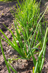 Green onions grow in the beds in the vegetable garden in spring