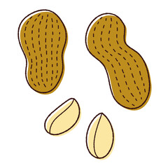 殻付きピーナッツのベクター線画イラスト