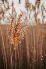 Dried Plume Grass