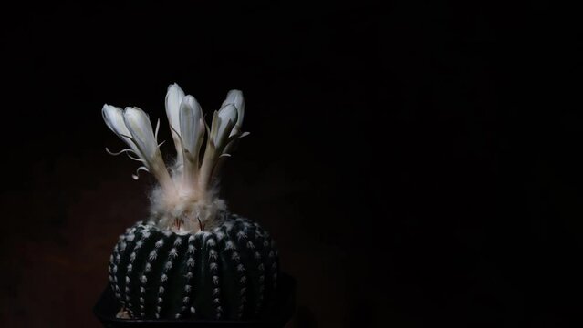 Discocactus horstii, TimeLapse photography of blooming white flowers, Pot of cactus, Succulent pot plant for planting in glass house, black background and free space for text. Park and garden concept