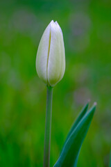 Fototapeta premium White tulip closeup in the garden on blurred green background in spring.