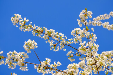 Branches of blossoming cherry white flowers on blue sky background, close-up, selective focus.