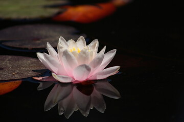 Flor de Loto en el Parque Saval Valdivia
Nymphaea alba
Nenúfar