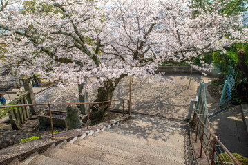 桜の咲く尾道の石段