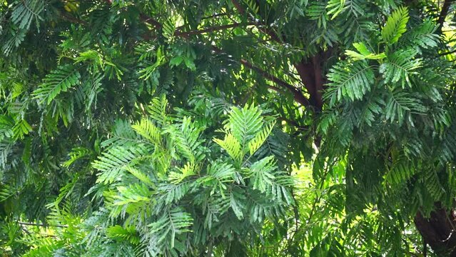 Filicium decipiens (Also called ferntree, fern tree, fern leaf tree, Kerai payung, kiara payung, ki sabun ). It is planted as an ornamental tree in the Indian subcontinent, Indonesia, Hawaii etc