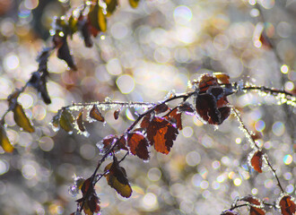 natural background with frost on branches - 594285259