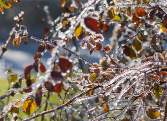 natural background with frost on branches - 594285277