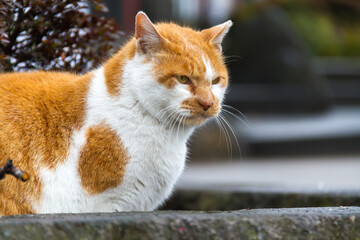 Fototapeta premium 野良猫